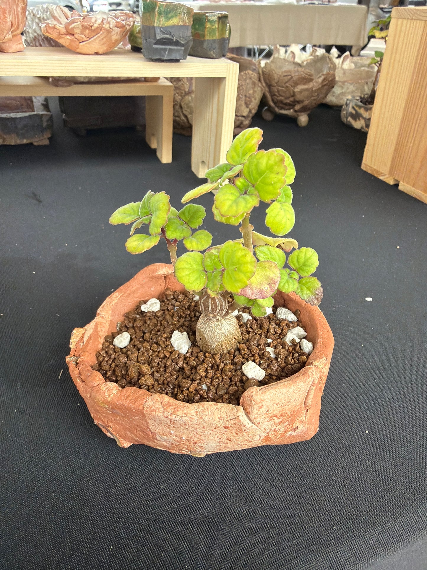 Succulent/Bonsai Pot #32