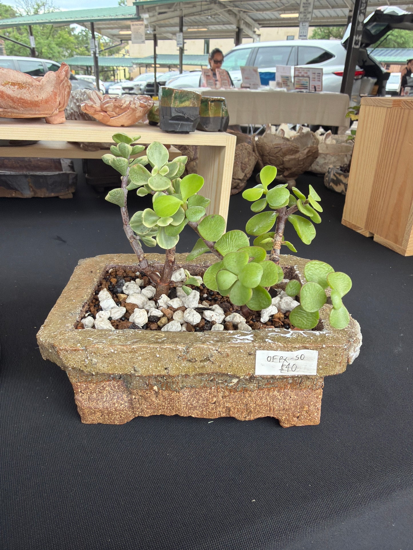 Succulent/Bonsai Pot #50