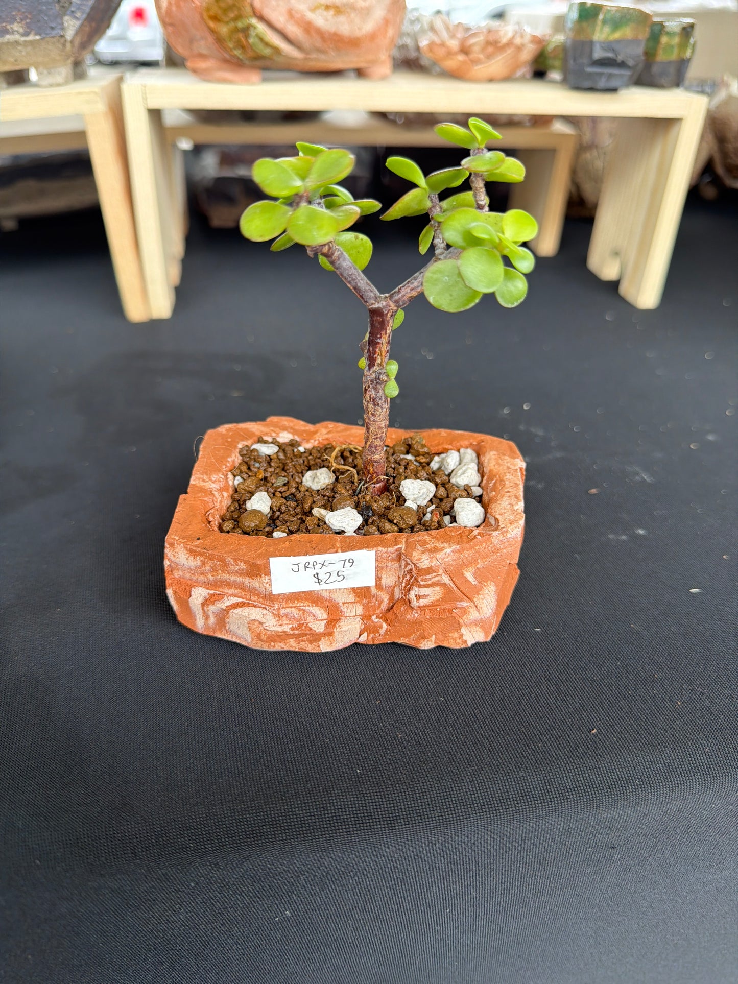 Succulent/Bonsai Pot #79