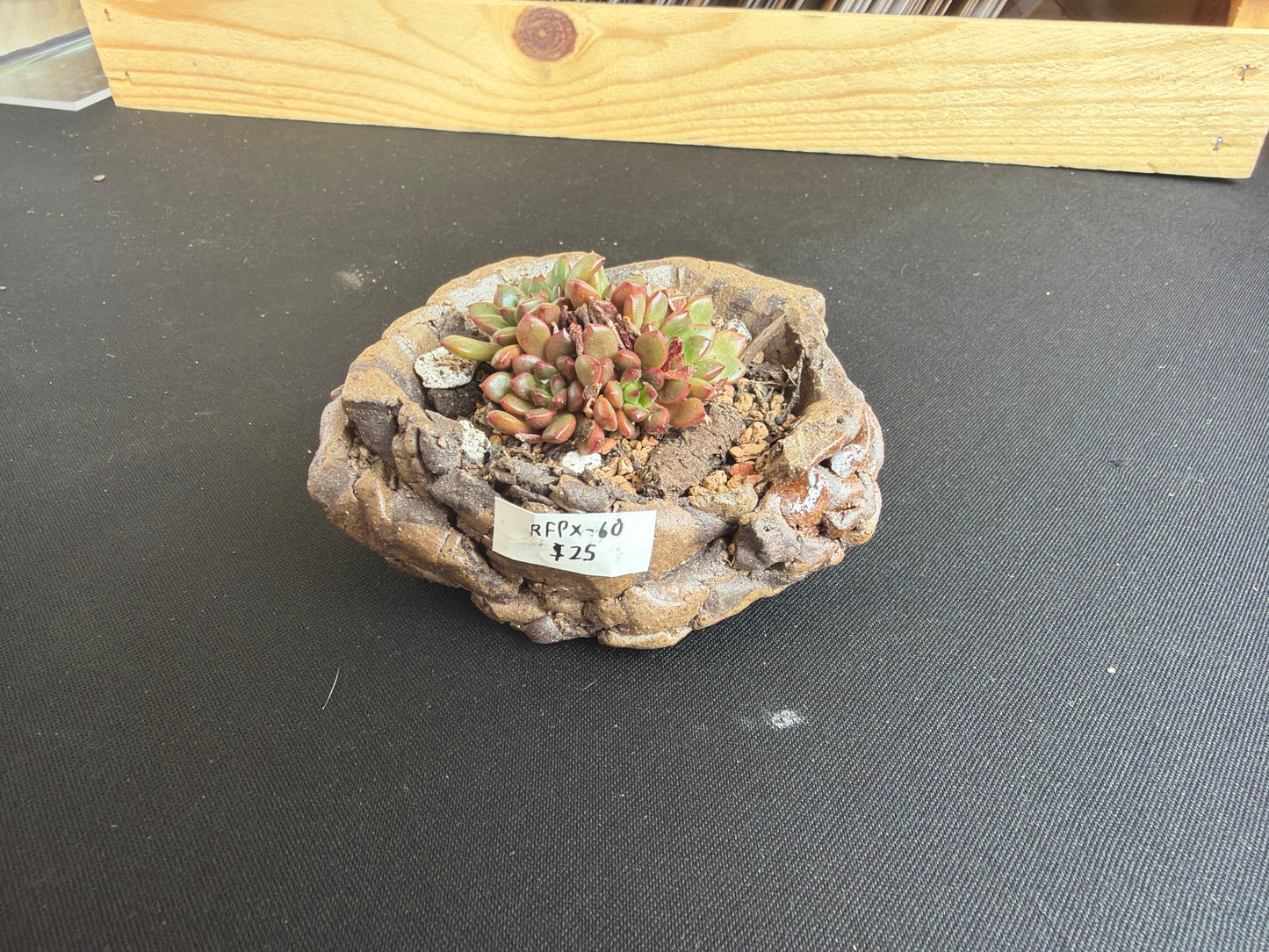 Succulent/Bonsai Pot #60