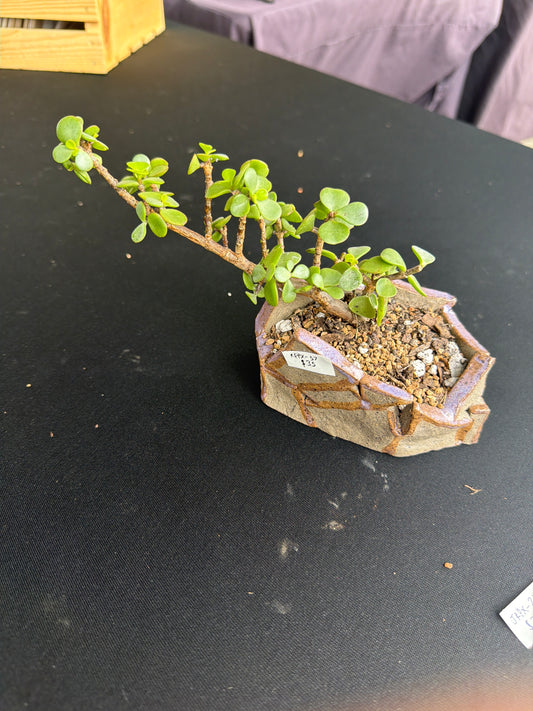 Succulent/Bonsai Pot #57