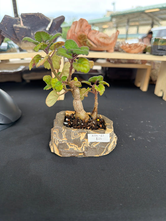 Succulent/Bonsai Pot #61