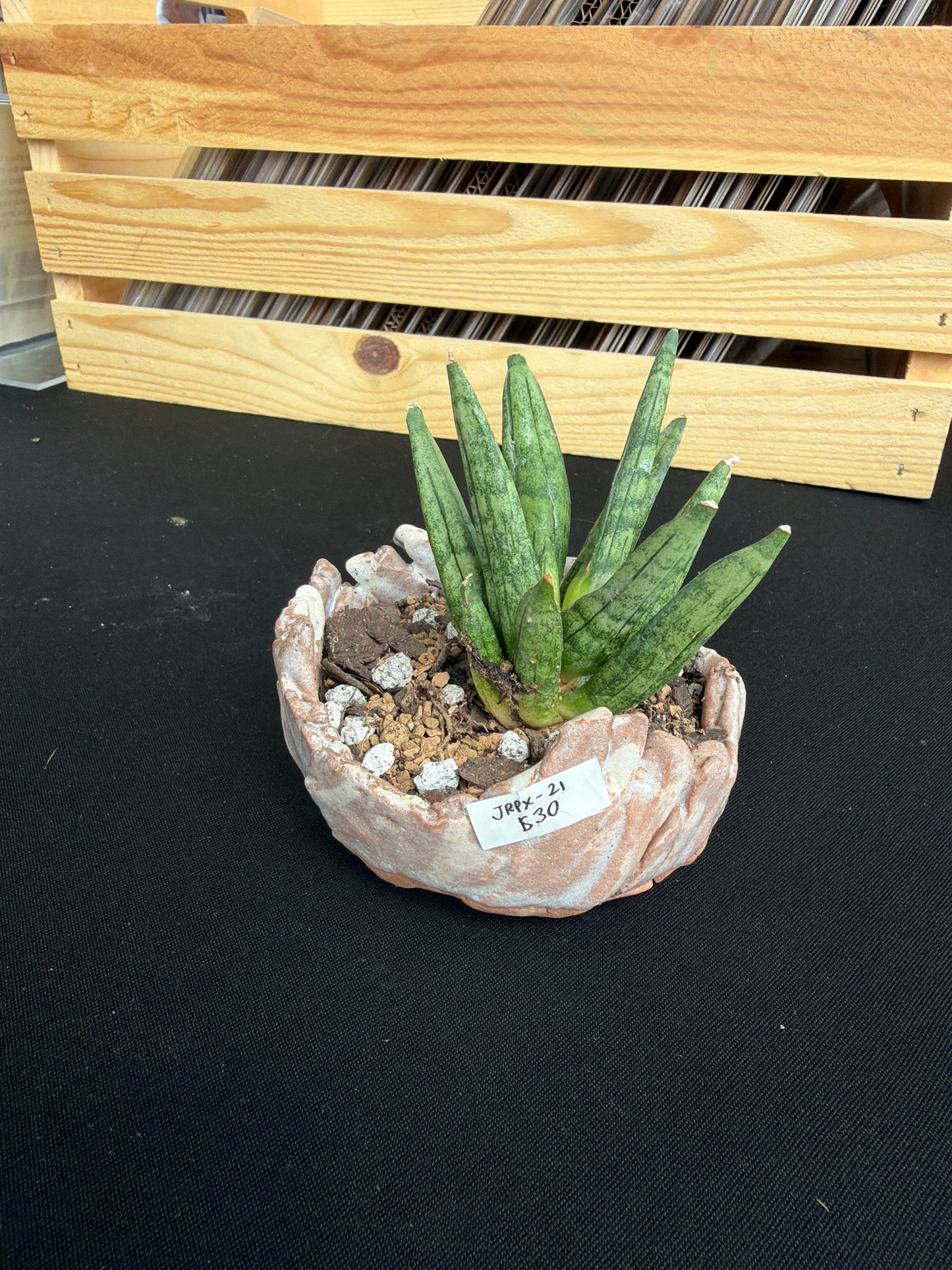 Raku Succulent/Bonsai Pot #21