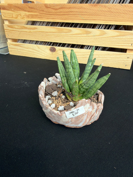 Raku Succulent/Bonsai Pot #21