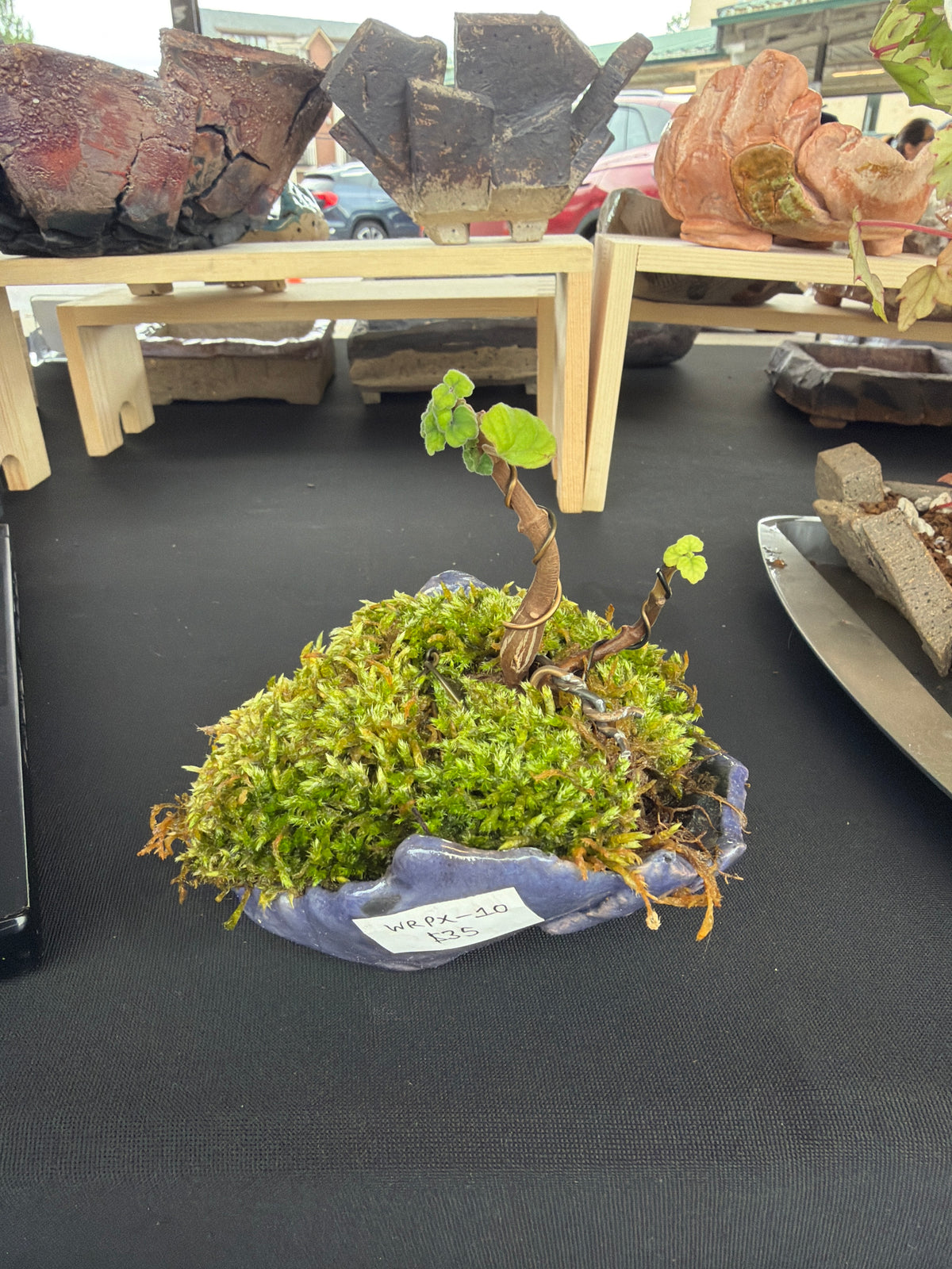 Raku Succulent/Bonsai Pot #10 (Planted)