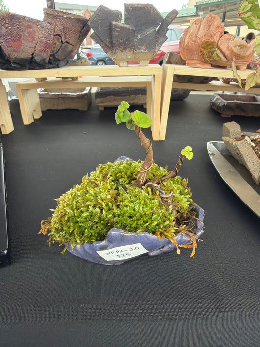 Raku Succulent/Bonsai Pot #10 (Planted)