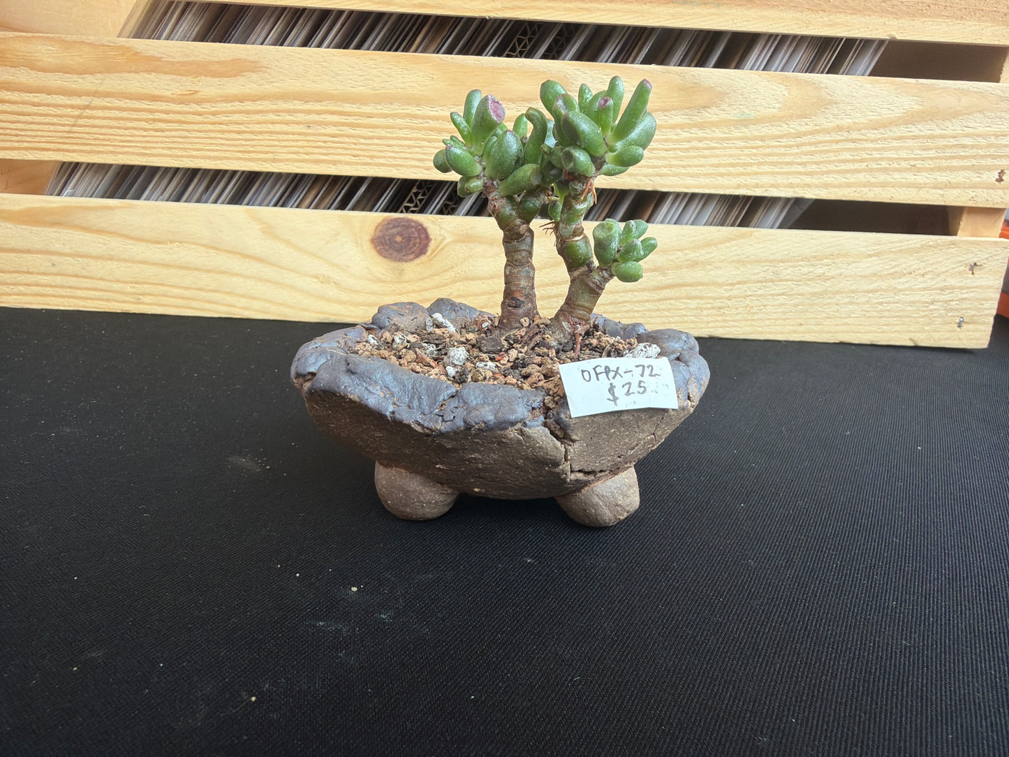 Succulent/Bonsai Pot #72