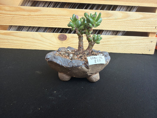 Succulent/Bonsai Pot #72