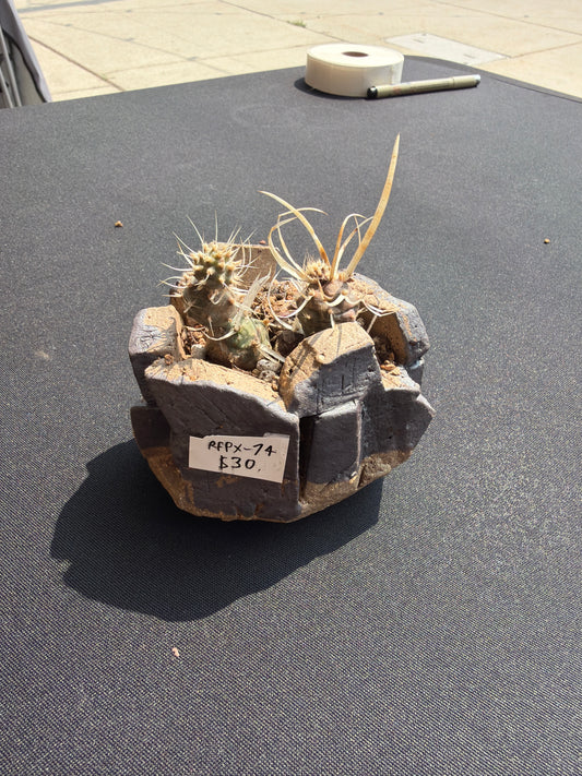 Succulent/Bonsai Pot #74
