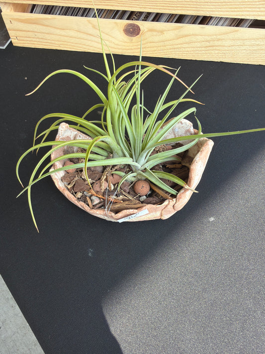 Raku Succulent/Bonsai Pot #41