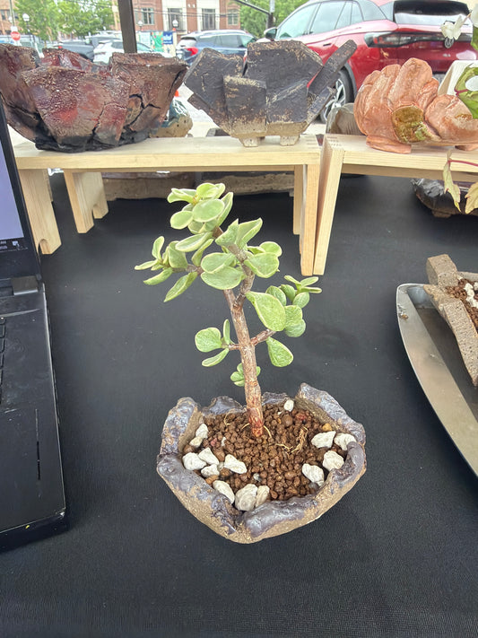 Succulent/Bonsai Pot #73