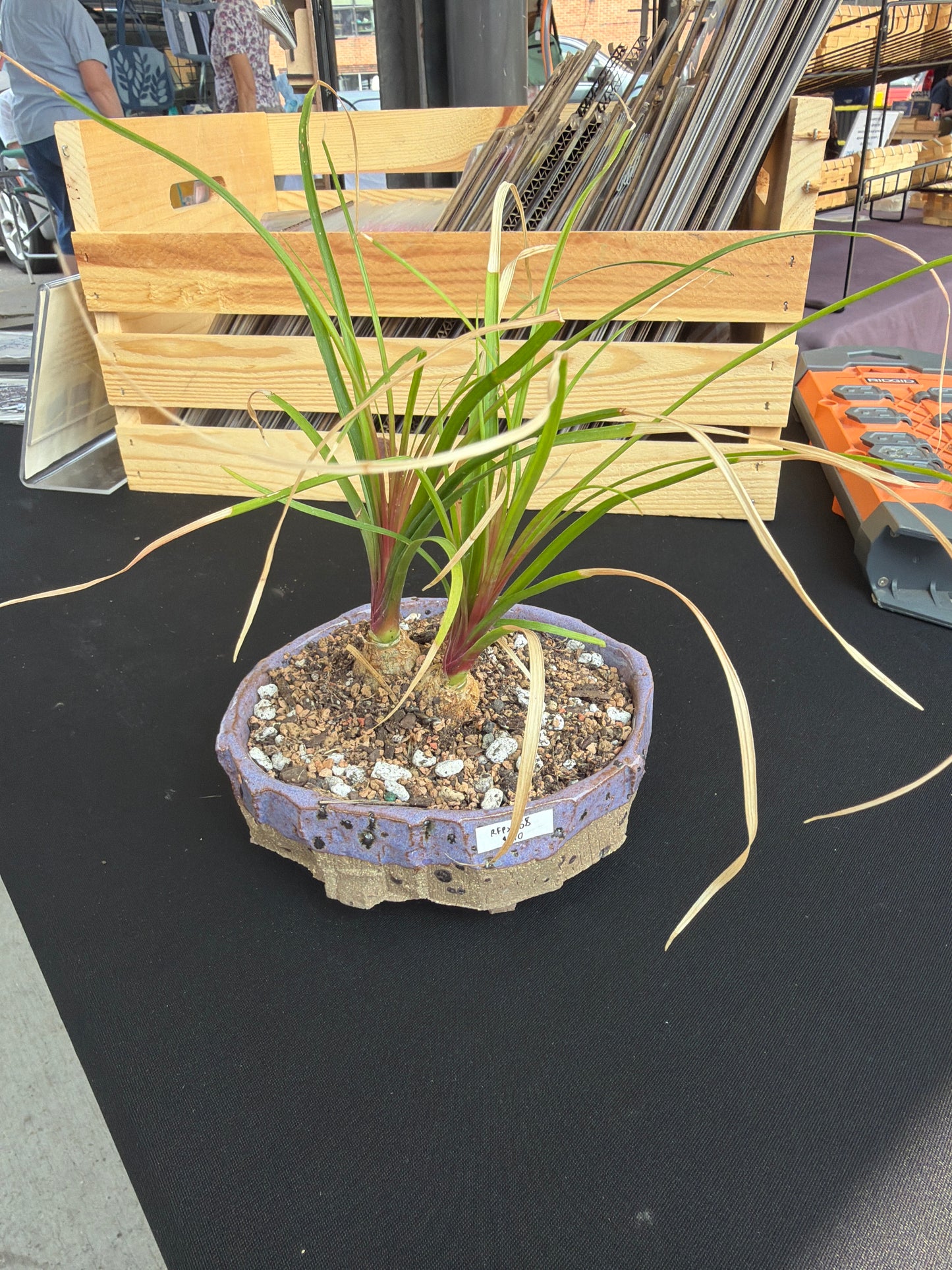 Succulent/Bonsai Pot #68
