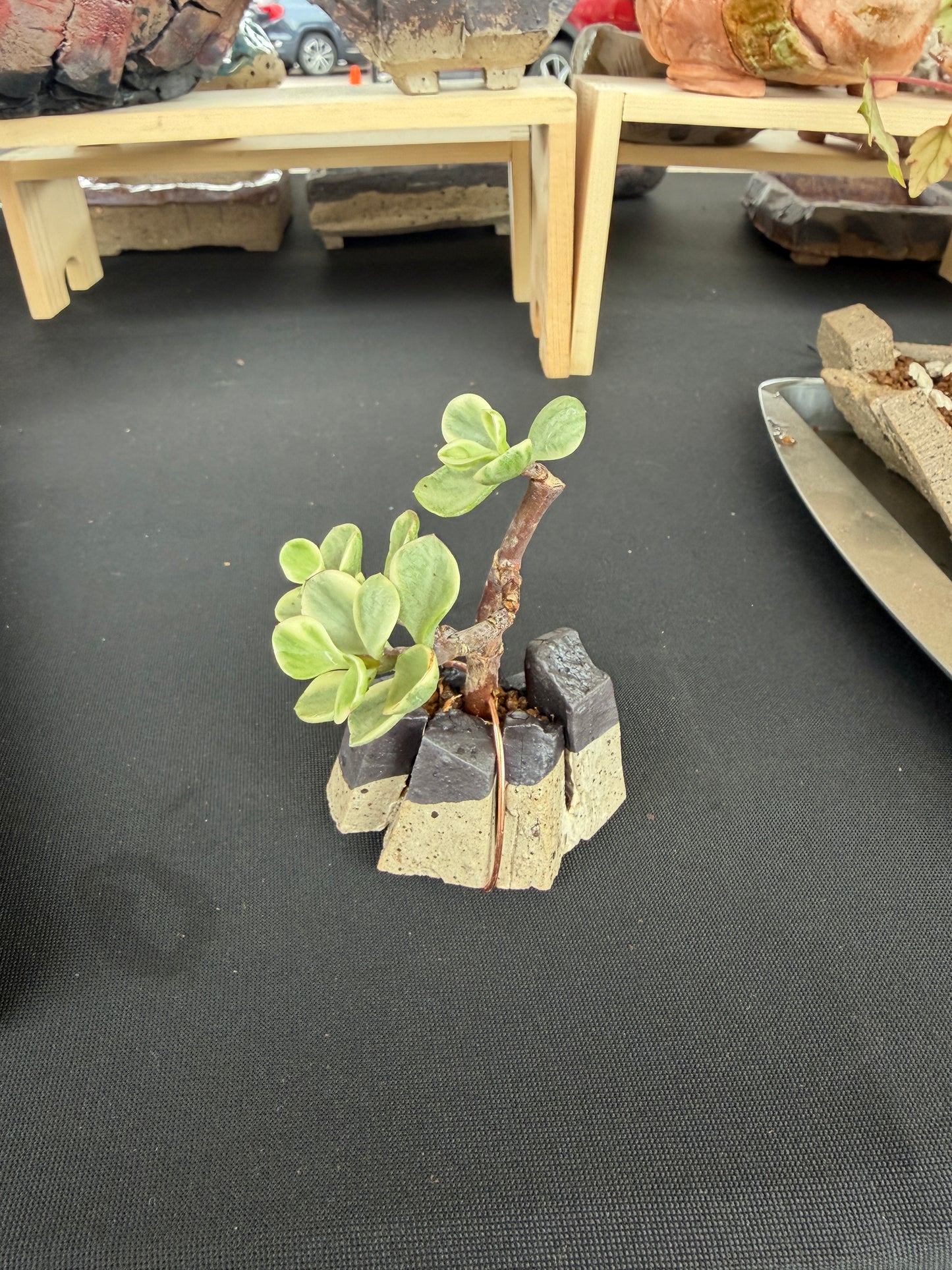 Succulent/Bonsai Pot #78