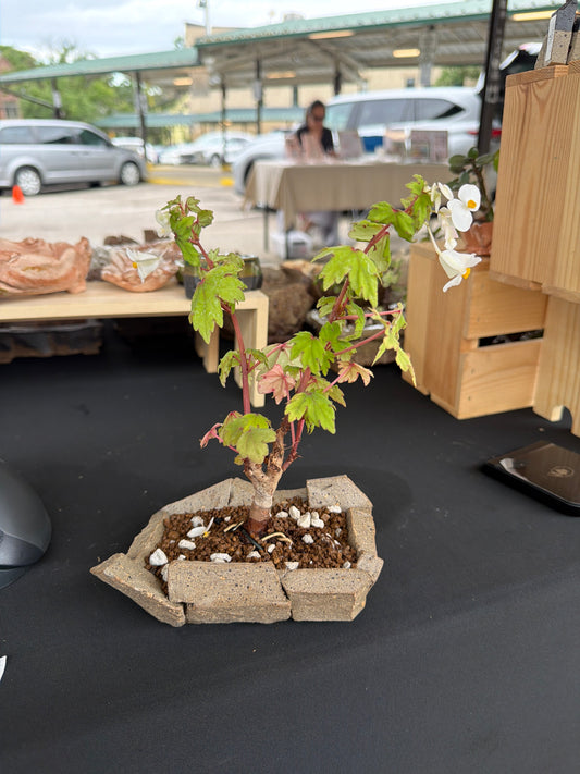 Succulent/Bonsai Pot #55