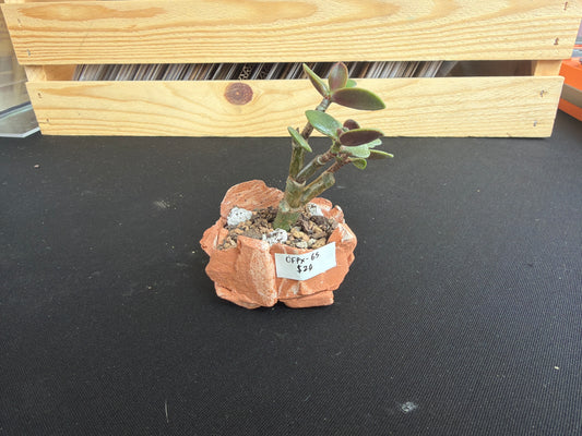 Succulent/Bonsai Pot #65