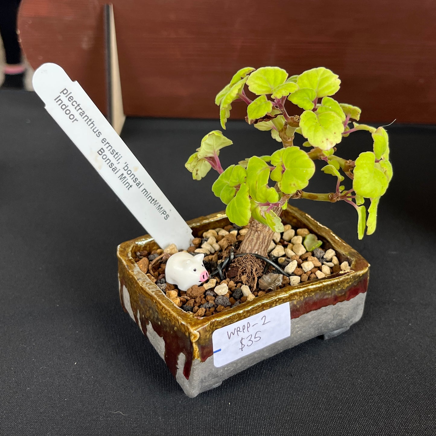 Raku Succulent/Bonsai Pot #2 (Planted)