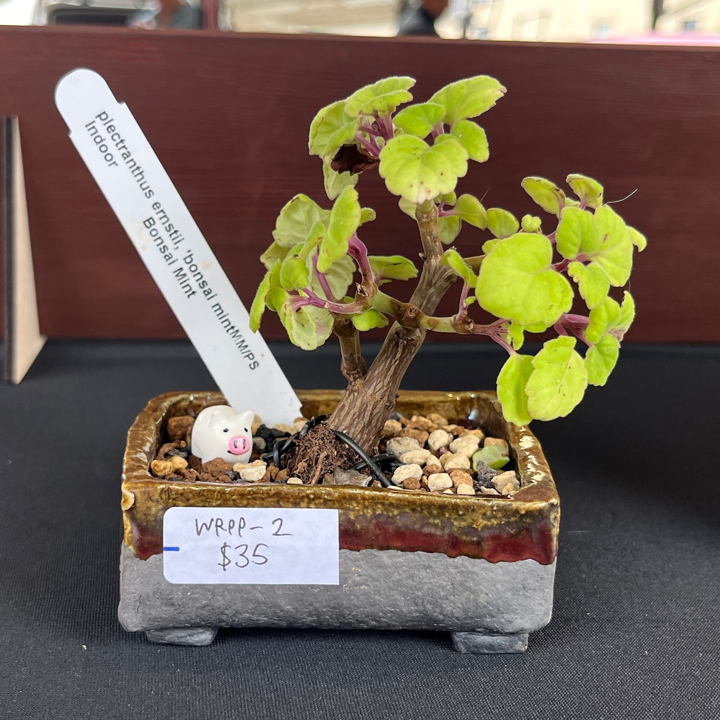 Raku Succulent/Bonsai Pot #2 (Planted)