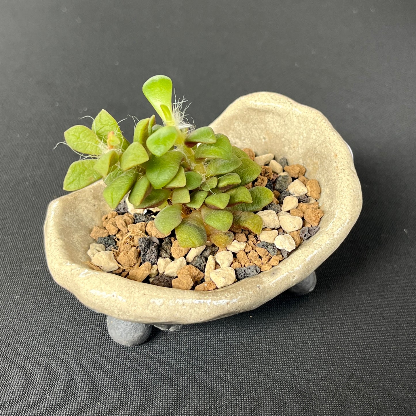 Raku Succulent/Bonsai Pot #4 (Planted)