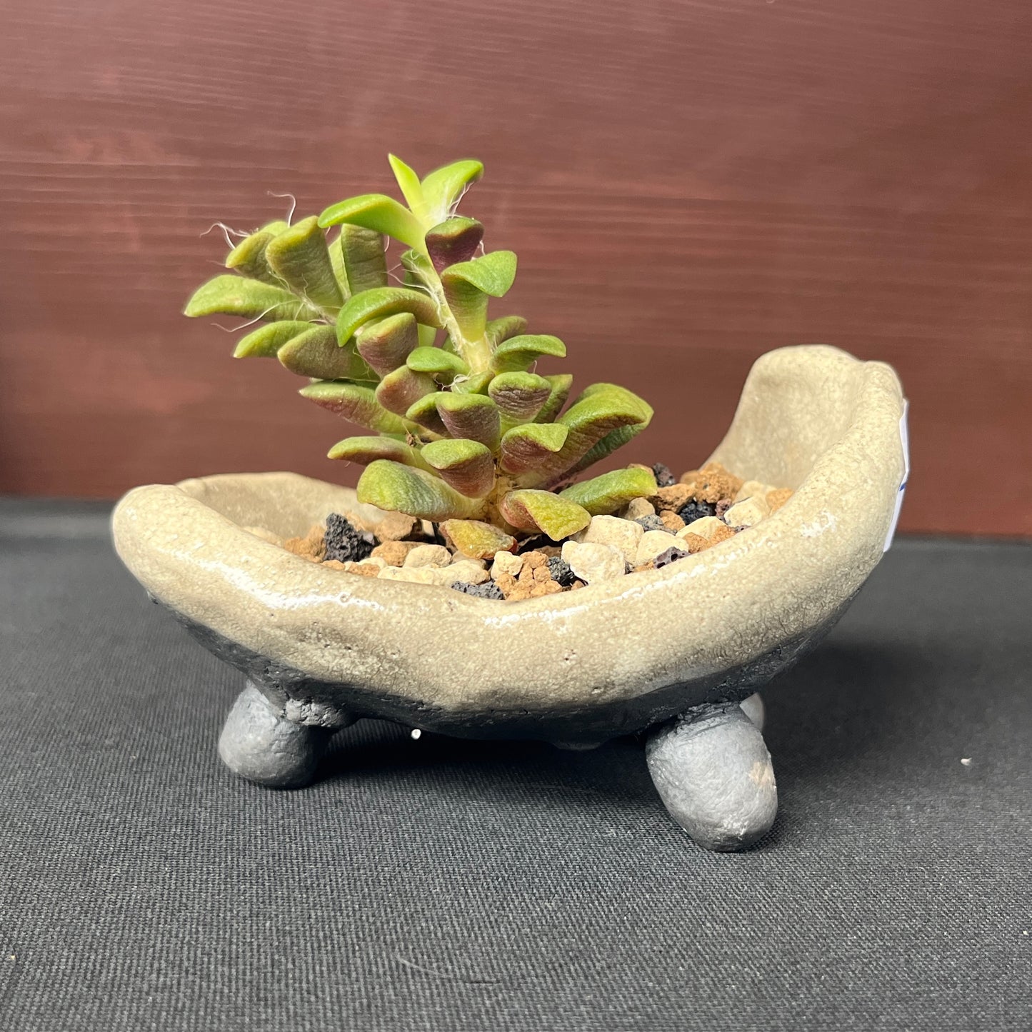 Raku Succulent/Bonsai Pot #4 (Planted)