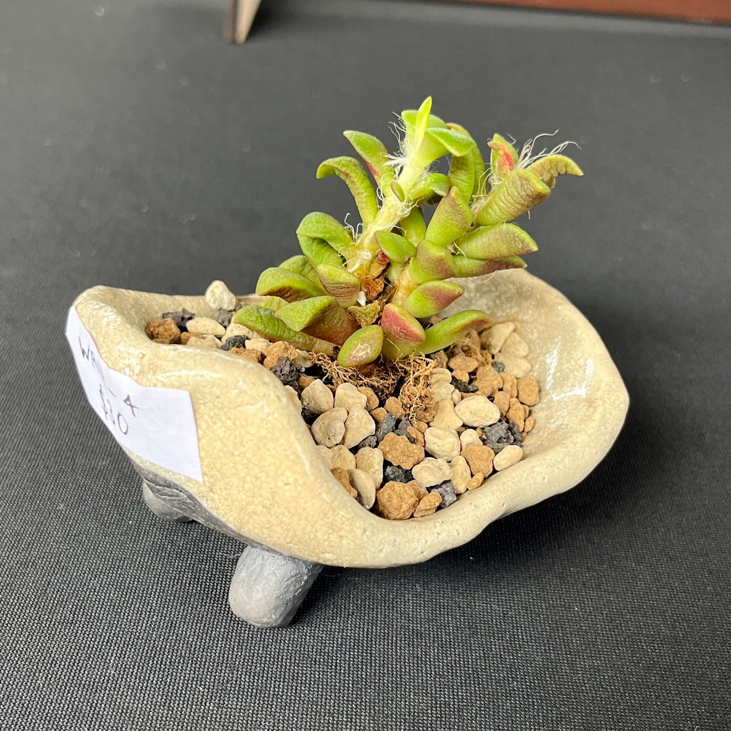 Raku Succulent/Bonsai Pot #4 (Planted)